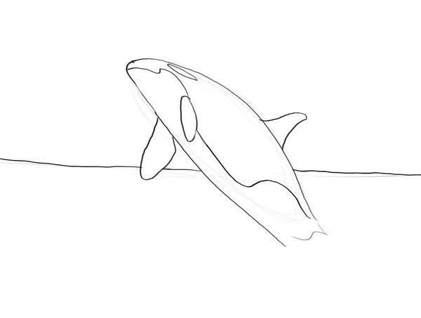 Поэтапное рисование касатки