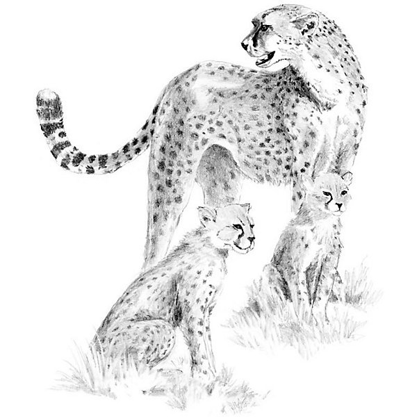 Гепард для рисования