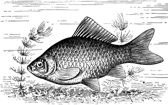 Карась рисунок