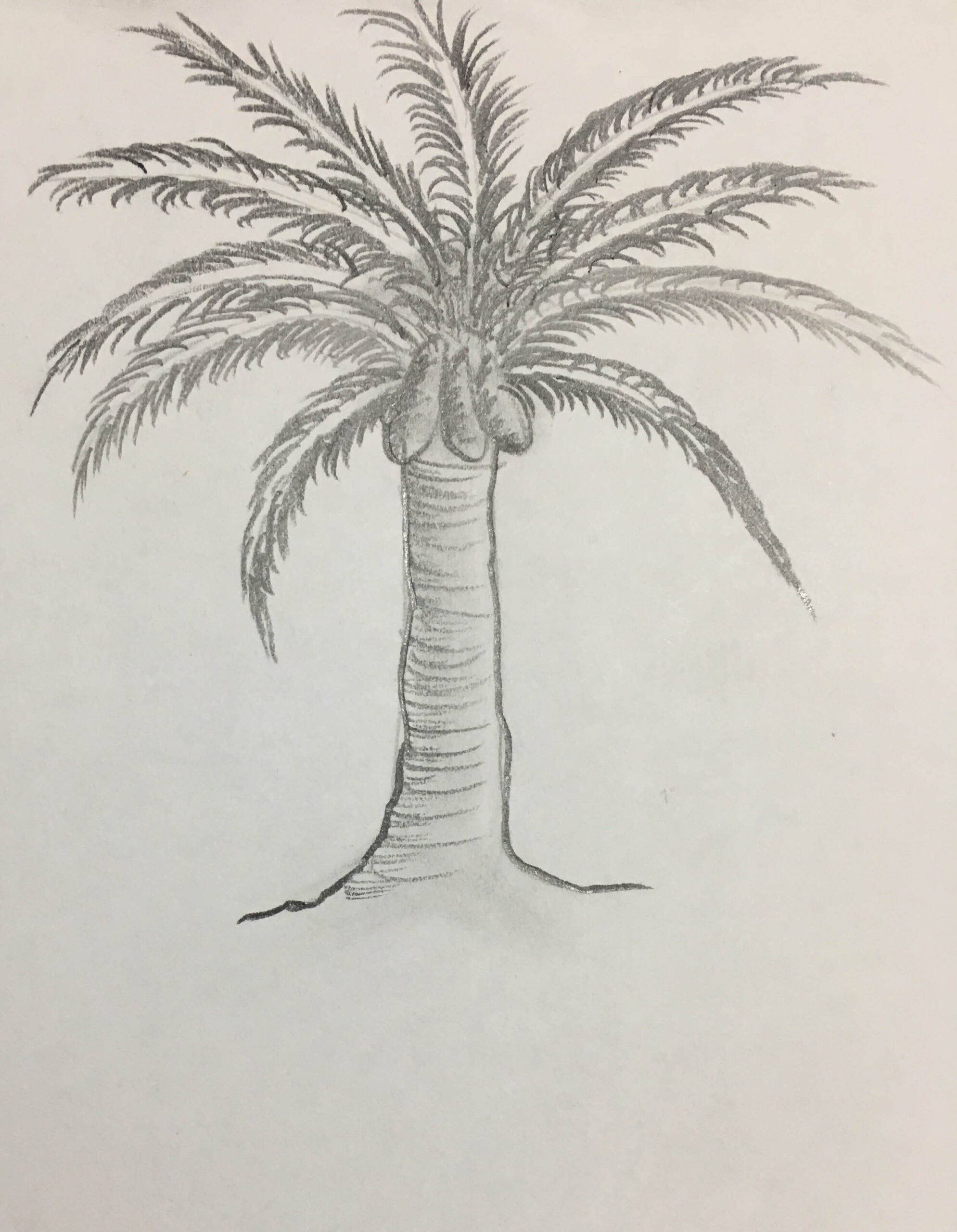 Пальма рисунок простым карандашом