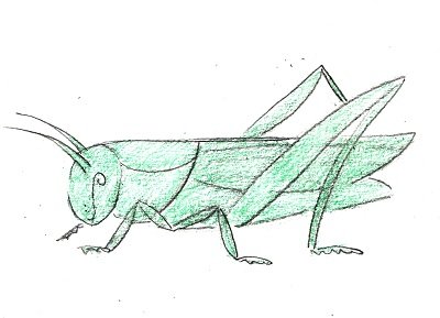 Кузнечик лёгкий для рисования