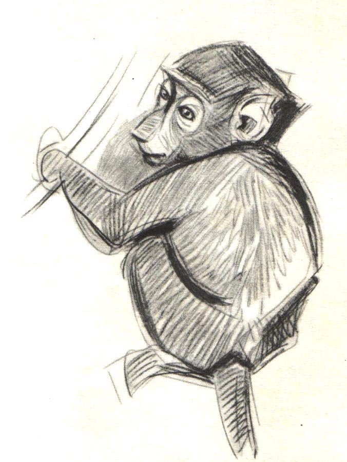 Амогус рисунок. Обезьяна рисунок карандашом. Обезьяна набросок. Наброски животных обезьяна. Наброски обезьян карандашом.