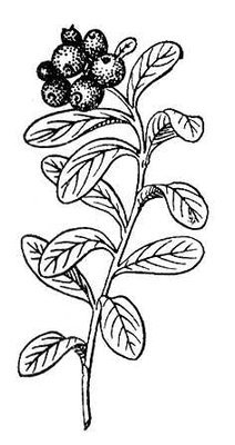 Черника Графика