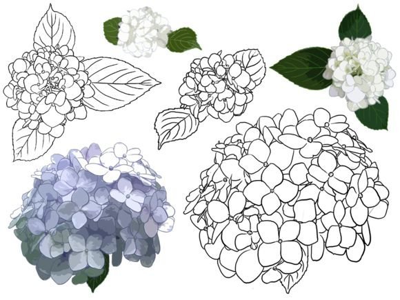 Гортензия для срисовки