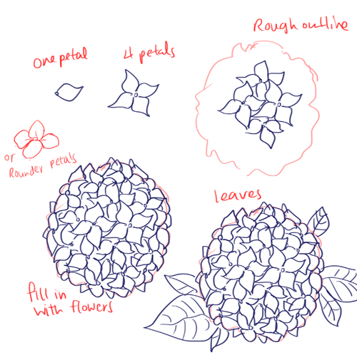 Гортензия рисунок карандашом