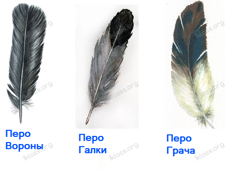 Перо галки