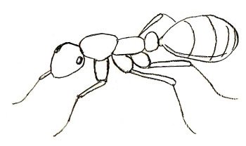 Муравей рисунок для детей карандашом (46 фото)