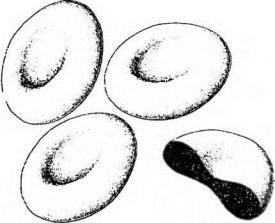 Эритроциты рисунок