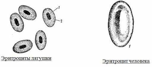 Строение эритроцитов лягушки рисунок