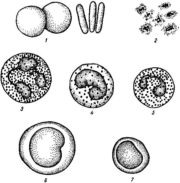 Раскраска лейкоциты тромбоциты