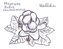 Цветок Морошка рисунок карандашом