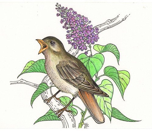 Нарисовать соловья