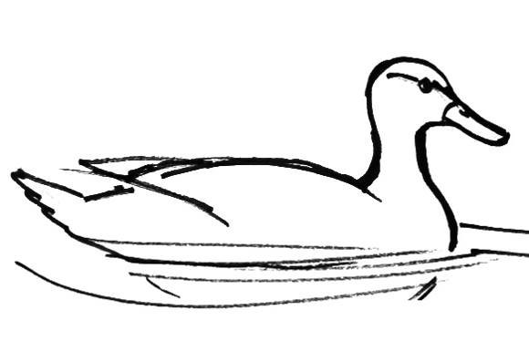 Рисунок утки схематичный