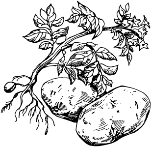 Картофель раскраска для детей