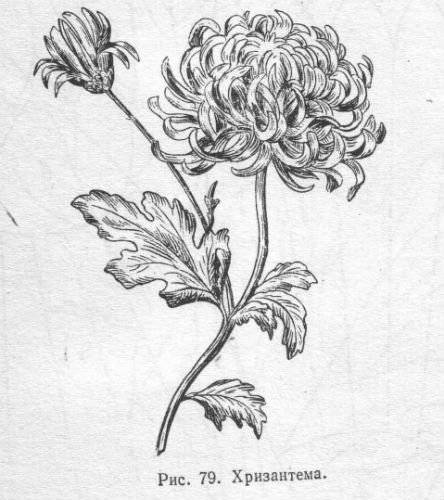Хризантема контур