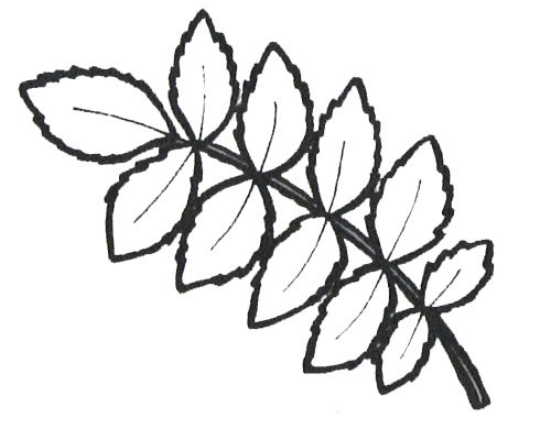 Набросок рябины