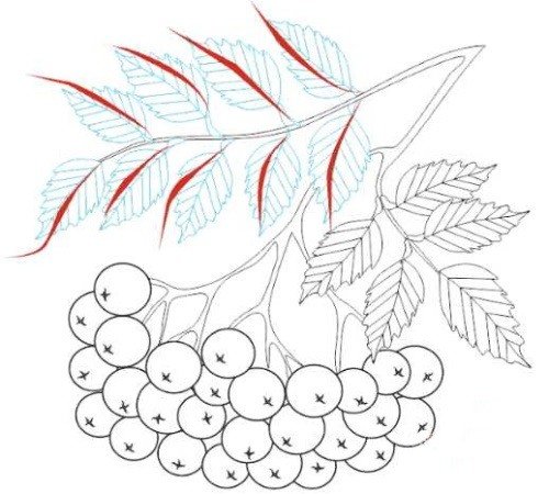 Лист рябины рисунок карандашом (37 фото)