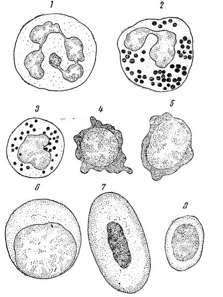 Лейкоциты в крови лягушки