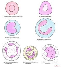 Эритроциты человека рисунок карандашом