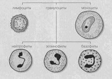 Лейкоциты лягушки рисунок строение