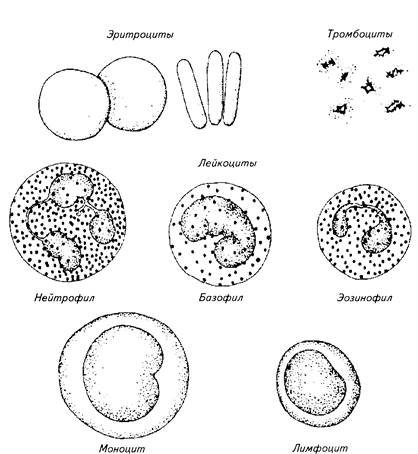 Клетки крови лейкоциты рисунок