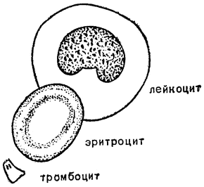 Лейкоциты рисунок