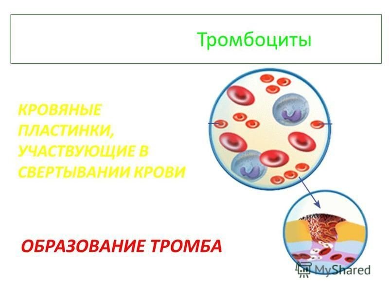 Тромбоциты принимают участие. Тромбоциты. Кровяные пластинки участвующие в свертывании крови. Тромбоциты рисунок. Рисунок тромбоцита человека.