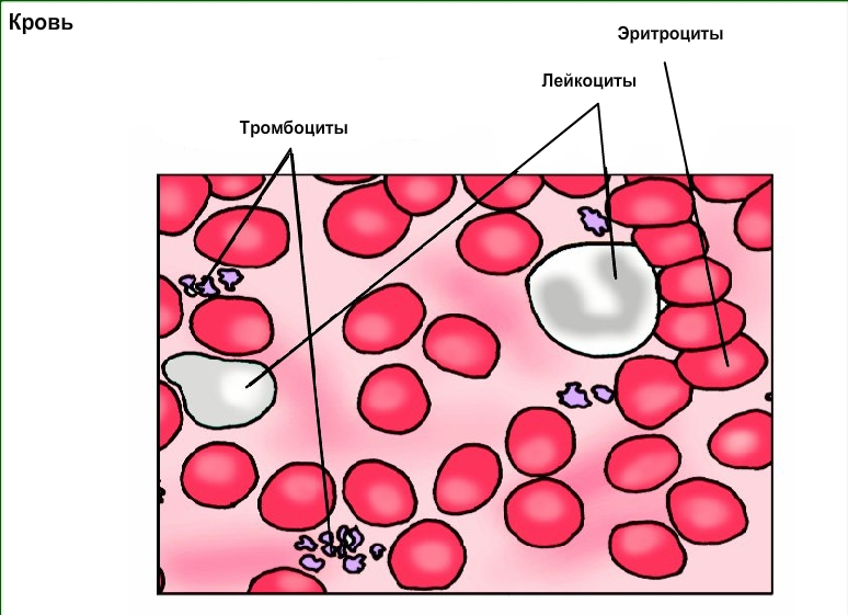Эритроциты жировые клетки. Соединительная ткань кровь рисунок. Кровь соединительная ткань строение. Лимфа соединительная ткань строение. Соединительная ткань кровь человека.