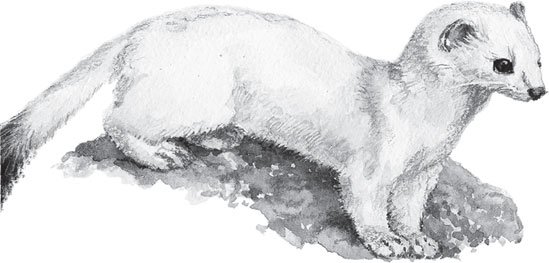 Микитов Соколов "горностай горностай