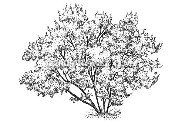 Сирень дерево раскраска
