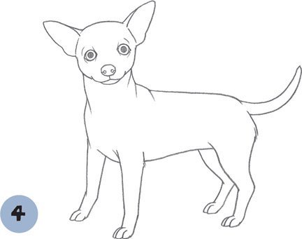 Нарисовать той терьера