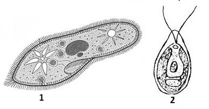 Инфузория туфелька ЕГЭ