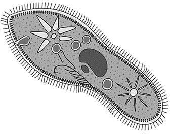 Инфузории туфельки (рис. 101).
