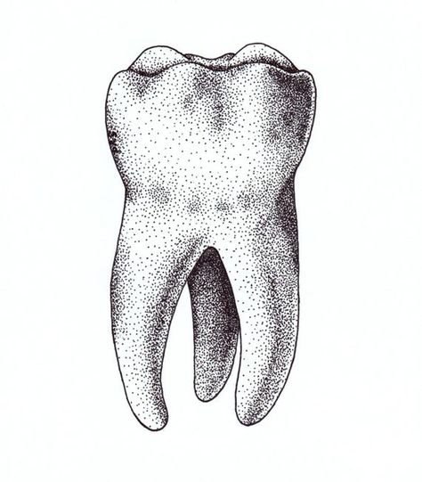 Анатомия зубов для стоматологов