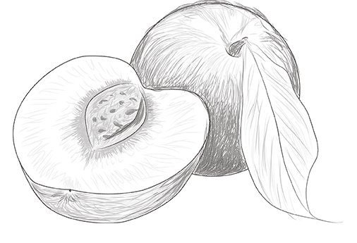 Фрукты рисунок карандашом