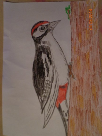 Дятел рисунок