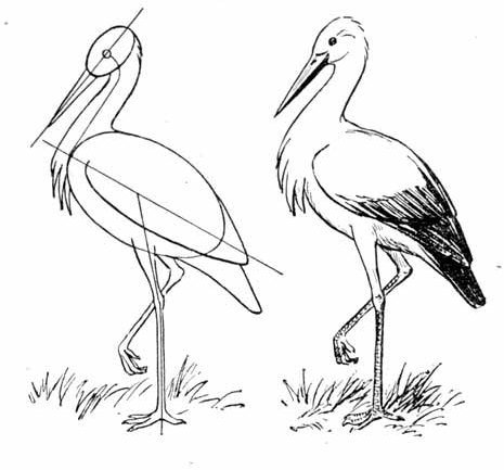 Аист картинка для детей