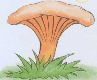 Грибы лисички, опята