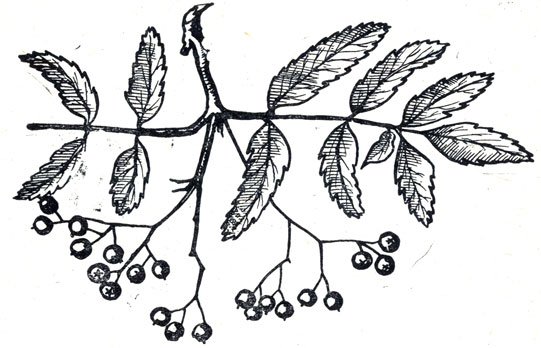 Рябина обыкновенная плоды