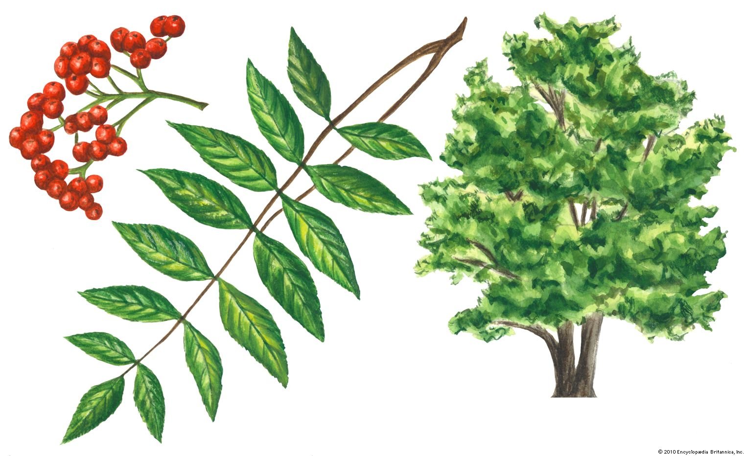 Листья и плоды рябины