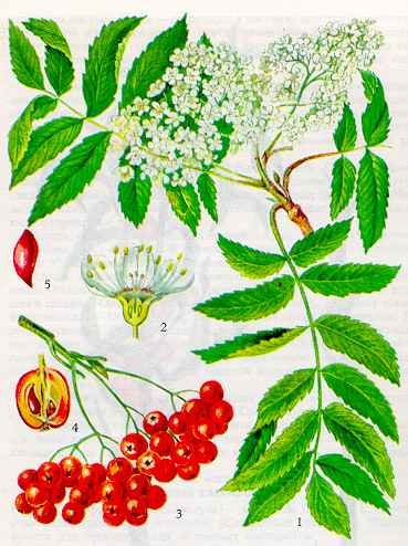 Строение плодов рябины