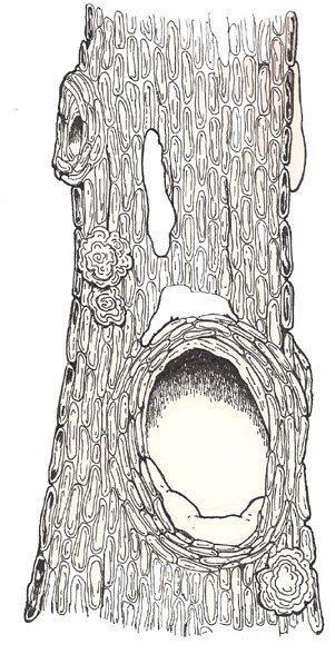 Дерево с дуплом