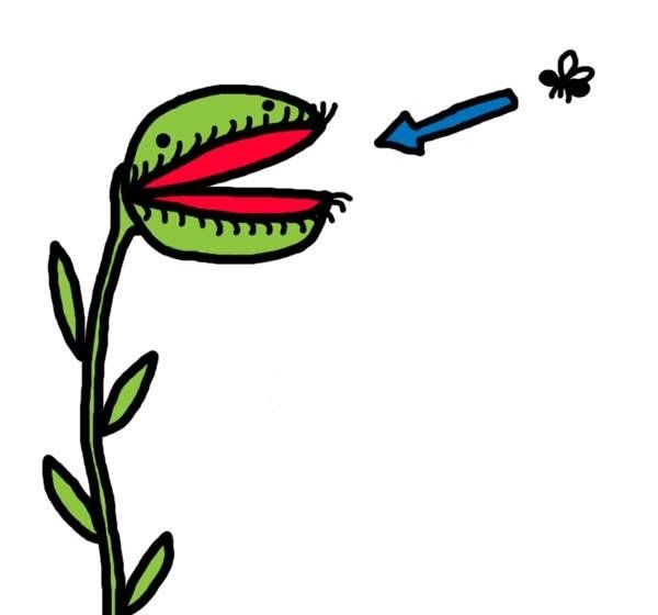 Венера мухоловка нарисовать