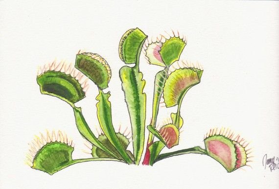 Росянка и Венерина мухоловка