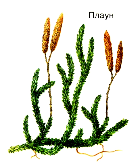 Плаун булавовидный биология