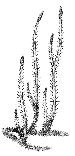 Папоротники хвощи плауны ЕГЭ