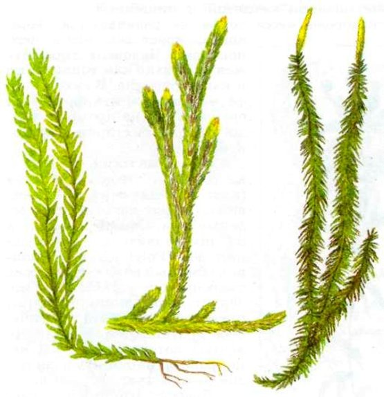 Плауновидные рисунок (49 фото)