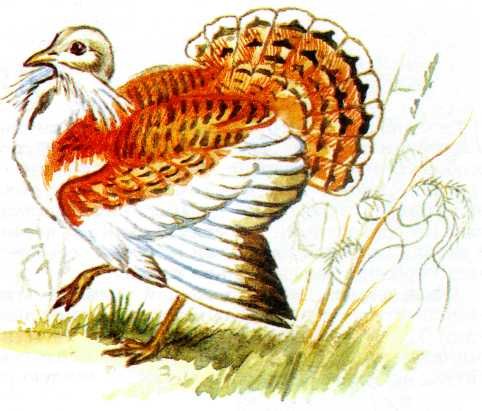 Дрофа птица