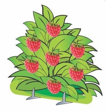 Декорация куст малины