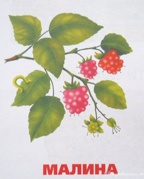 Куст малины для детей